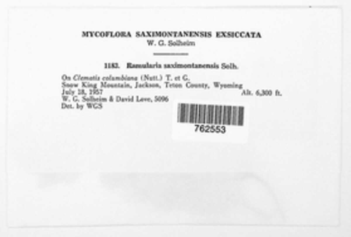 Ramularia saximontanensis image